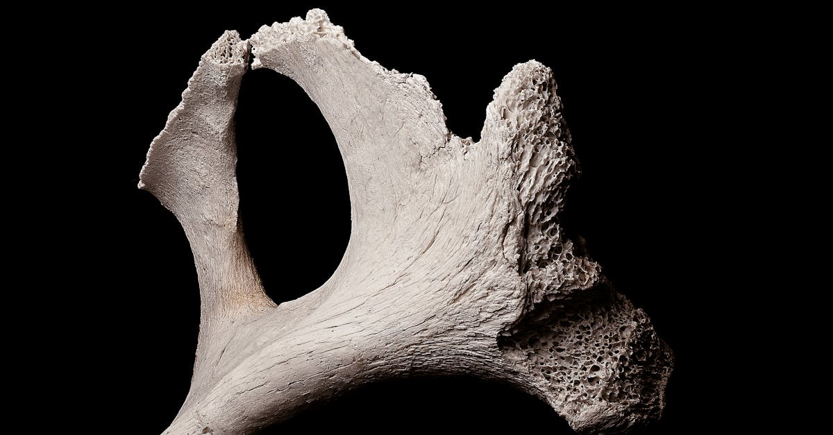 Fragment exposé d'une pièce d'os texturé et poreux dans une lumière douce sur un fond noir.